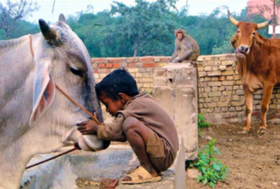 http://www.lacitta.eu/images/stories/animali/animali-in-India.jpg