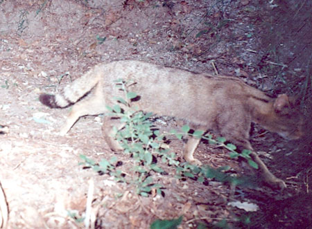 Gatto selvatico